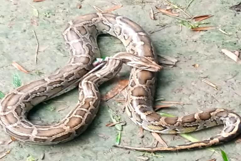 Python rescued at Marigaon