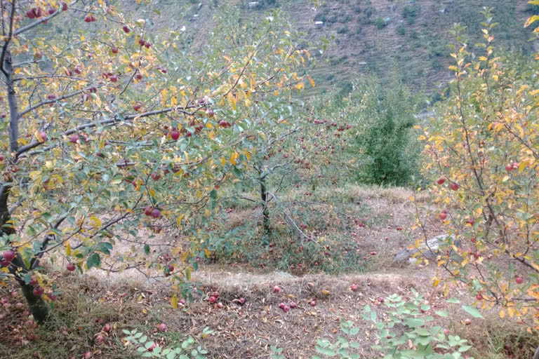 Apple falls due to strong storm in Yangpa of KinnaurApple falls due to strong storm in Yangpa of Kinnaur