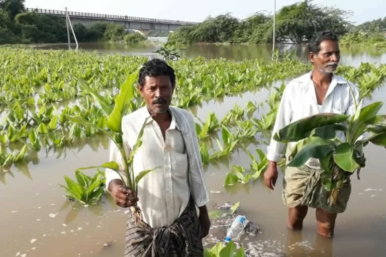 Andhra Pradesh floods  Standing crops inundated  River Krishna Flood Discharge  KL Rao Sagar  Prakasam Barrage Flood Discharge  Standing Crops Damaged  ആന്ധ്രാപ്രദേശ് വെള്ളപ്പൊക്കം  കൃഷി നാശം  അമരാവതി  വിജയവാഡ  വെള്ളപ്പൊക്കം