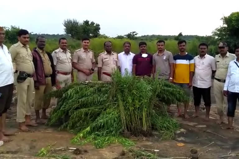 Illegal marijuana crop of Kalaburagi Arrest of two accused