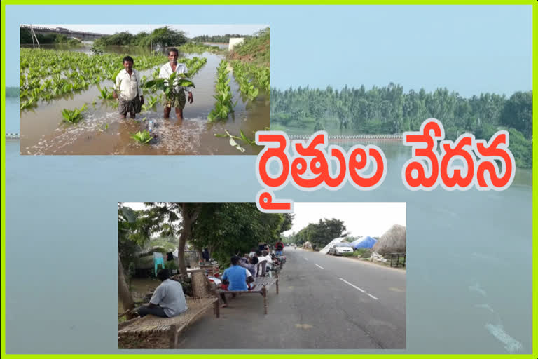 crop-damage-with-krishna-floods-in-avanigadda-krishna-district