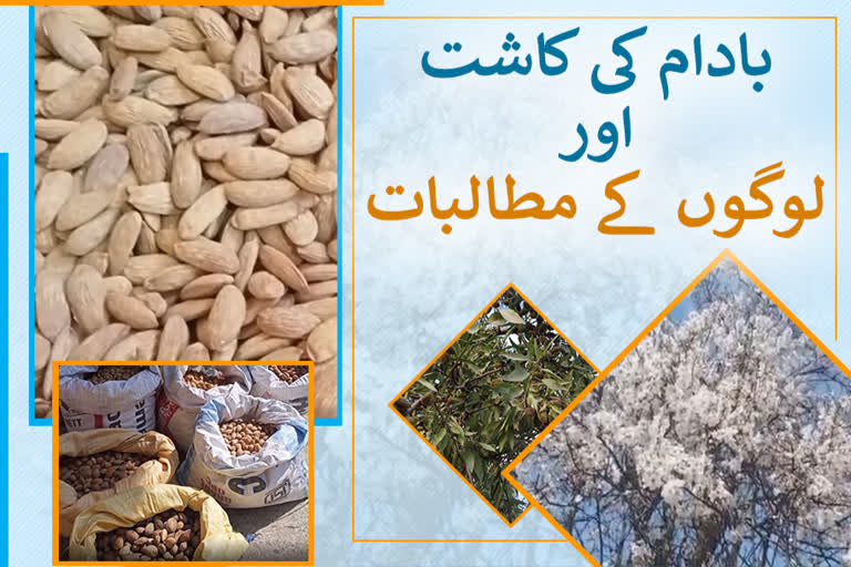 almond cultivation and demands of people in jammu and kashmeer