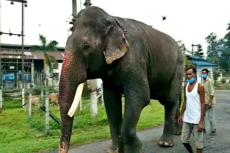 Asias Oldest Elephant in assam