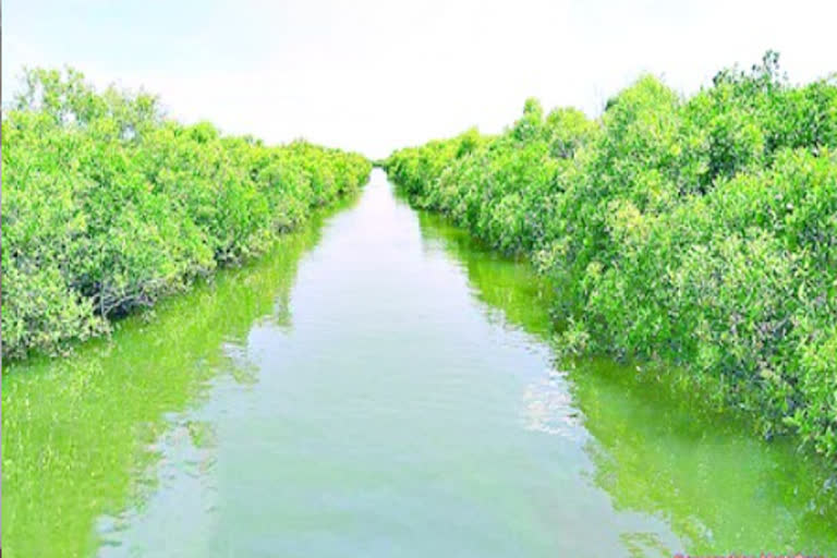 mangroves development planning in Andhra Pradesh