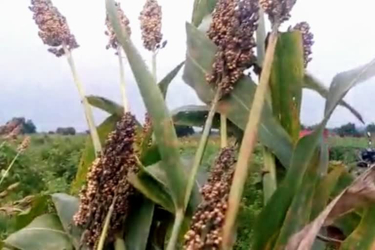 Unni larvae crisis on kharif sorghum in Nanded