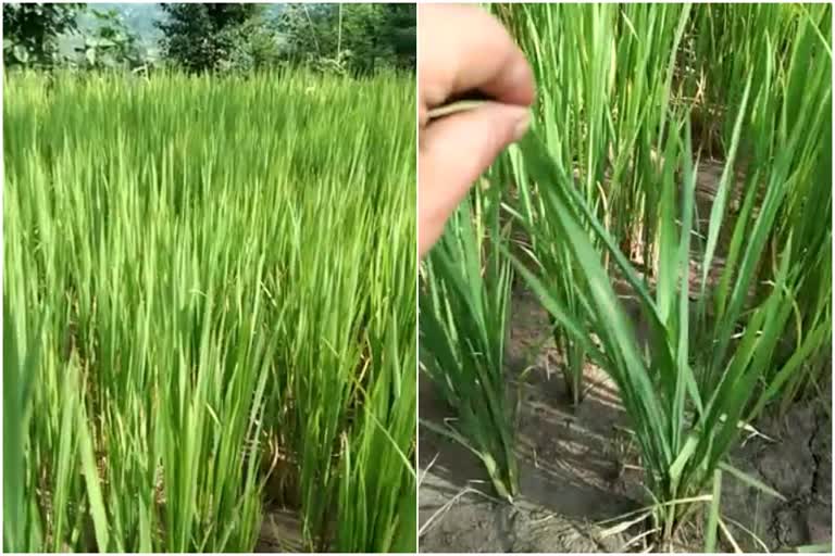 Paddy crop wasted in many villages of Pingla Panchayat of Sarkaghat