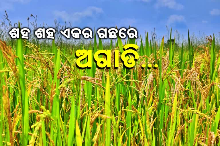 ନକଲୀ ବିହନ ଜାଲରେ ଚାଷୀ, ଫମ୍ପା ବାହାରିଲା ସୁନାର ଫସଲ