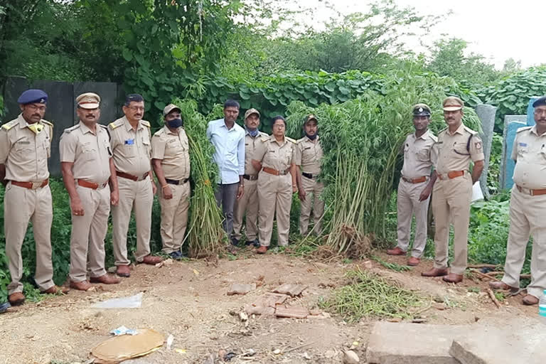 200 kg ganja seized in kgf