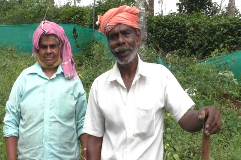 വ്യത്യസ്ഥ കൃഷി രീതികൾ പരീക്ഷിച്ച് ഹൈറേഞ്ചിലെ കര്‍ഷകര്‍  വ്യത്യസ്ഥ കൃഷി രീതി  idukki  Different farming method