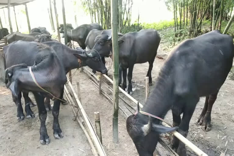 বিলাসীপাৰাত এইবাৰ গৰু ম'হৰ ছিণ্ডিকেট