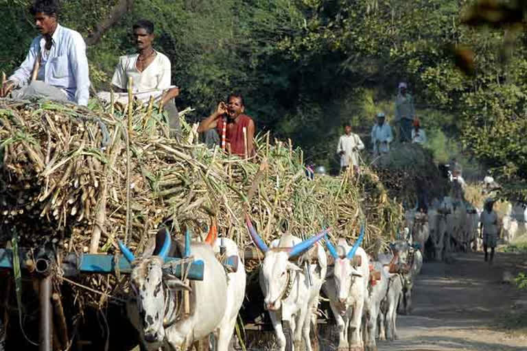 साखर गळीत हंगाम