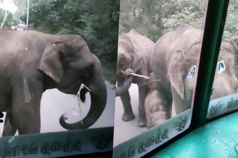 Elephant herd between highways