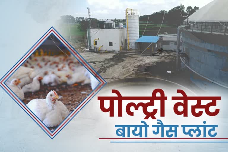 electricity cng and organic manure are being prepared from poultry bio gas plant in jind