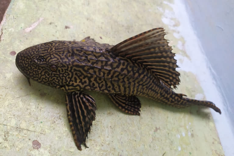 catfish species fish found in tila anicut near abhanpur raipur