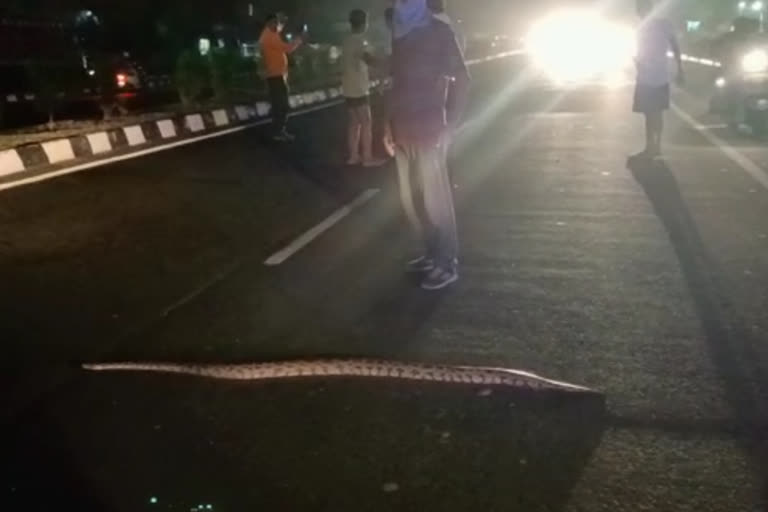 हाईवे पर आया अजगर, Python on the highway