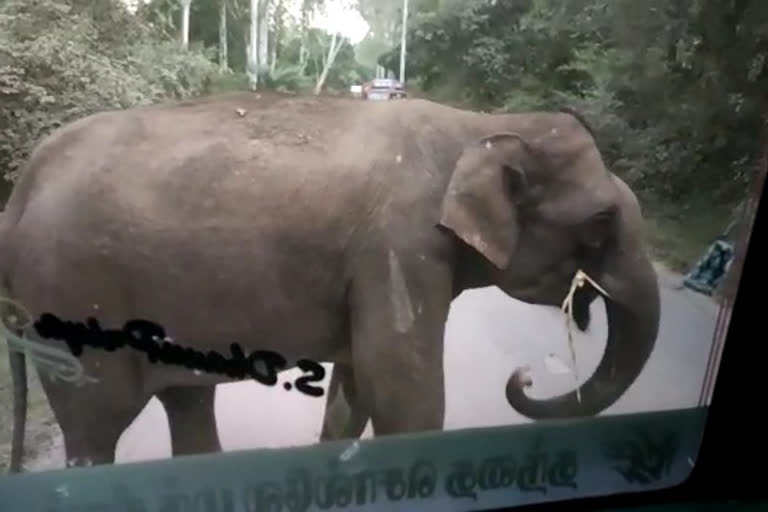 Herd of Elephant  stopped the lorry and ate canes in Chamarajnagar