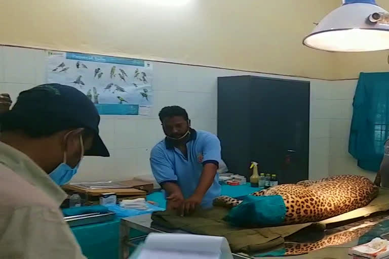 Injured leopard continues treatment