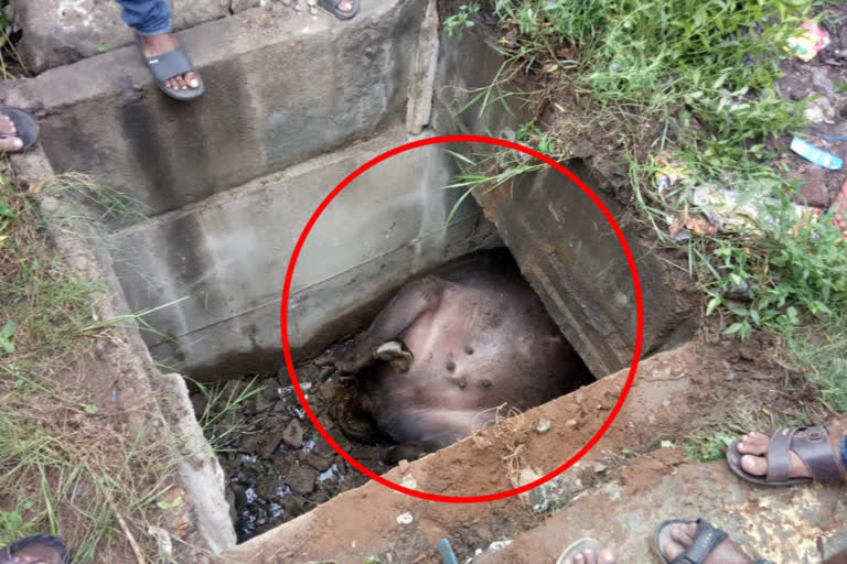 buffalo rescued after falling into open drain