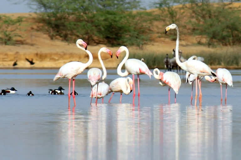 Kutch turns 'Surkhab Nagri' with flamingo influx