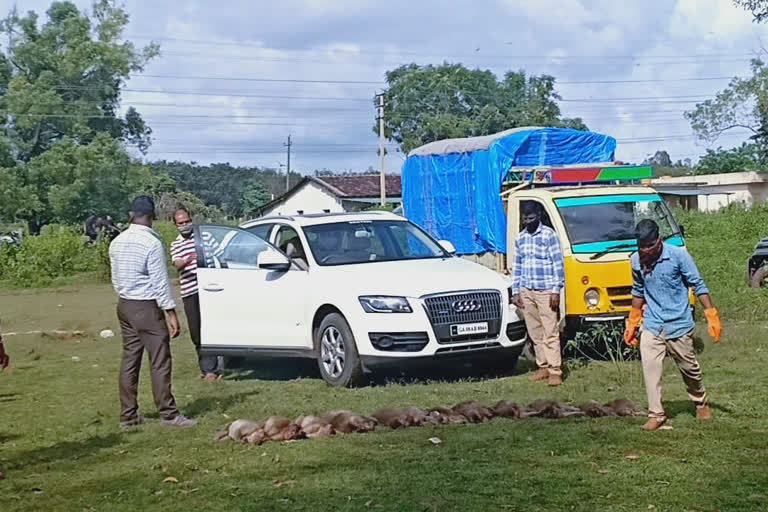 Five arrested for poisoning 33 monkeys