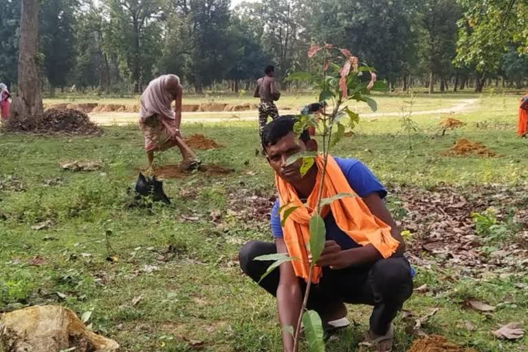 Fruit plant in Farm