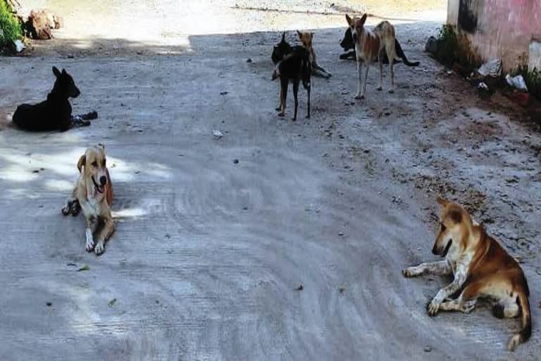 stray dogs in Dongargaon