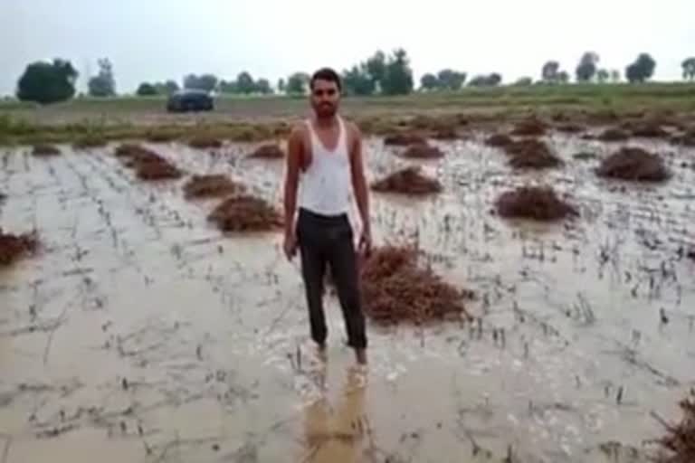 Heavy Rain Damages crop