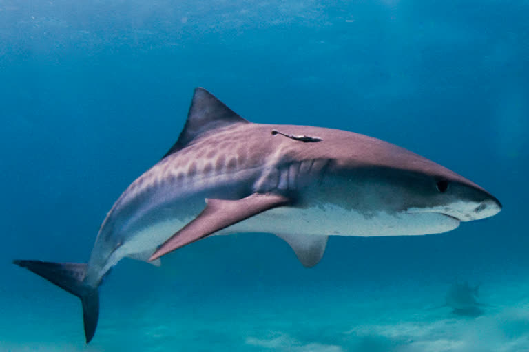 corona vaccine effecting lives of  shark fish