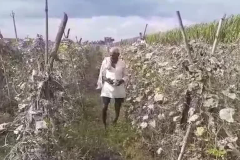 farmer