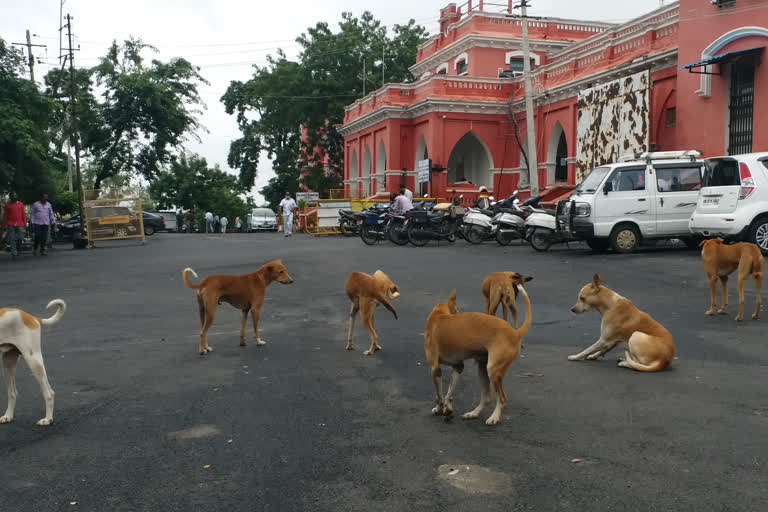 An increasing number of street dogs in Raichur