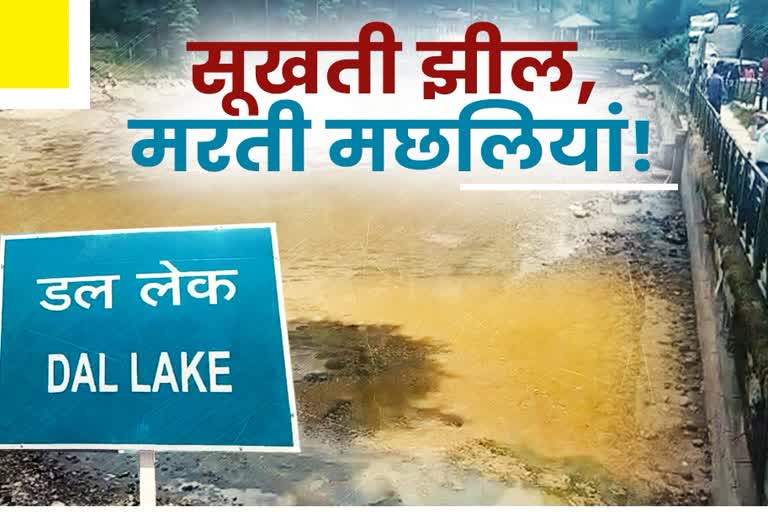 Etv bharat special report on dal lake of dharamshala