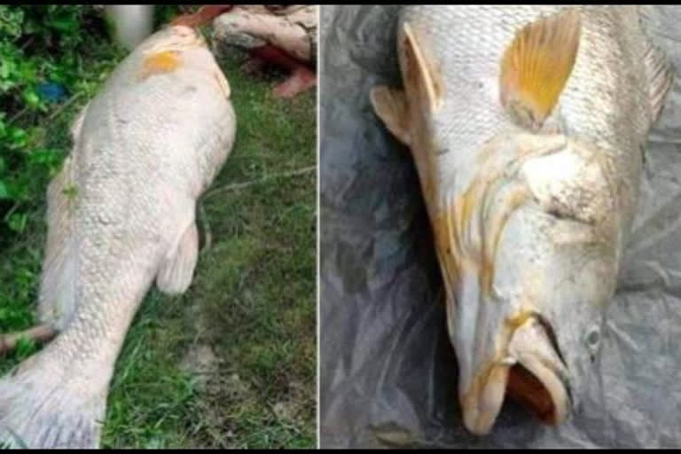 52kg fish sells for Rs 3 lakh in Sundarbans