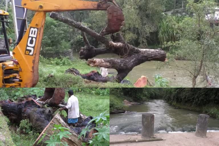 huge tree on the bridge at Paramekavpadi was cut down  പാറമേക്കാവ്പടി പാലത്തിൽ ഇടിച്ച് നിന്നിരുന്ന വന്മരം മുറിച്ചുനീക്കി  etv impact