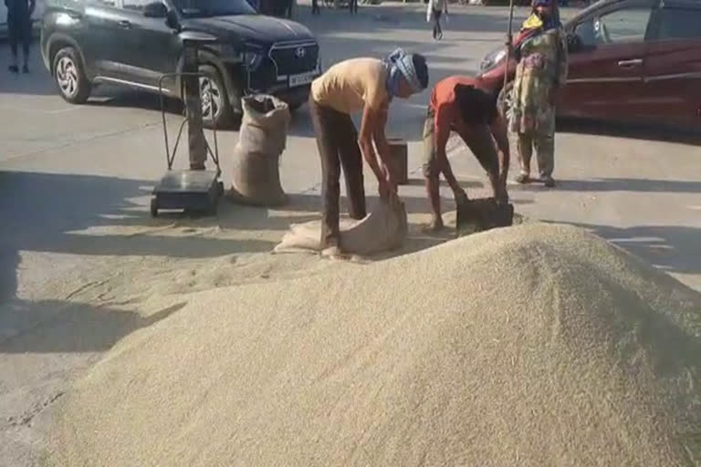 Purchase of millet started in Sohna Grain Market