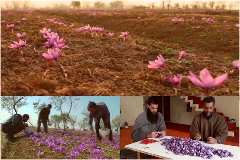 Valley Of Saffron  ഉദയത്തിനൊരുങ്ങി കശ്‌മീർ വാലിയിലെ കുങ്കുമ കൃഷി  കശ്‌മീർ വാലിയിലെ കുങ്കുമ കൃഷി  കുങ്കുമ കൃഷിയിൽ കശ്‌മീർ  ഉദയത്തിനൊരുങ്ങി കശ്‌മീരിലെ കുങ്കുമ കൃഷി  Saffron cultivation in Kashmir Valley  Saffron cultivation in Kashmir