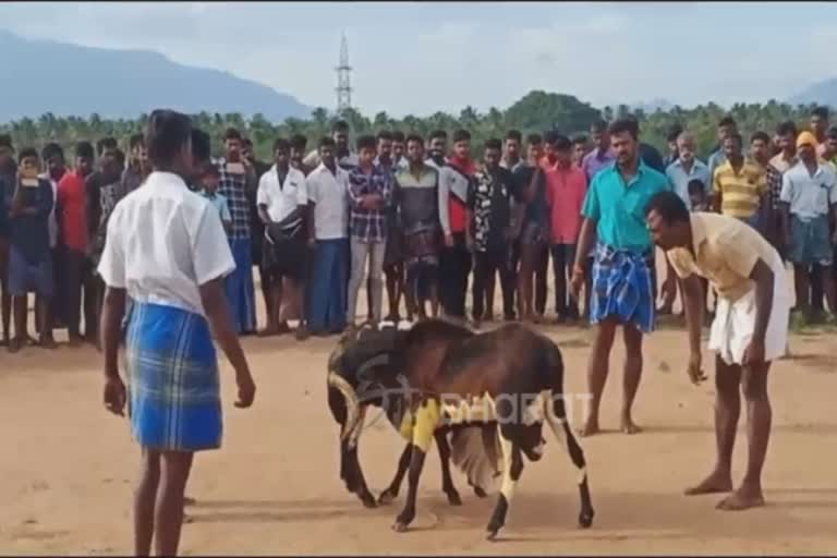 In Theni sheep competition held without permission