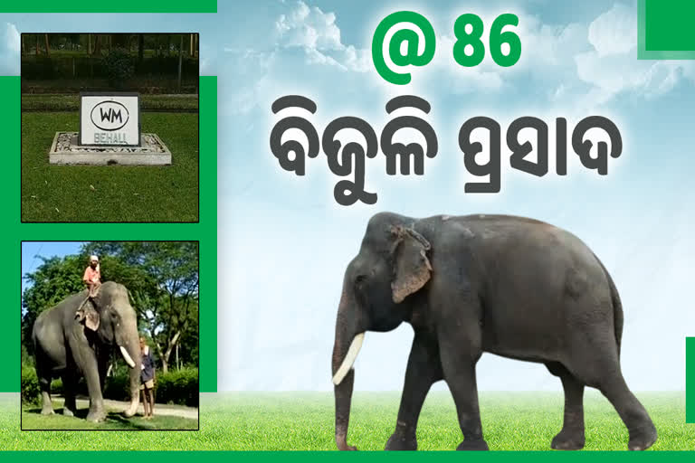 ବିଜୁଳି ପ୍ରସାଦ; ଏସିଆର ସବୁଠୁ ଅଧିକ ବୟସ୍କ ହାତୀ