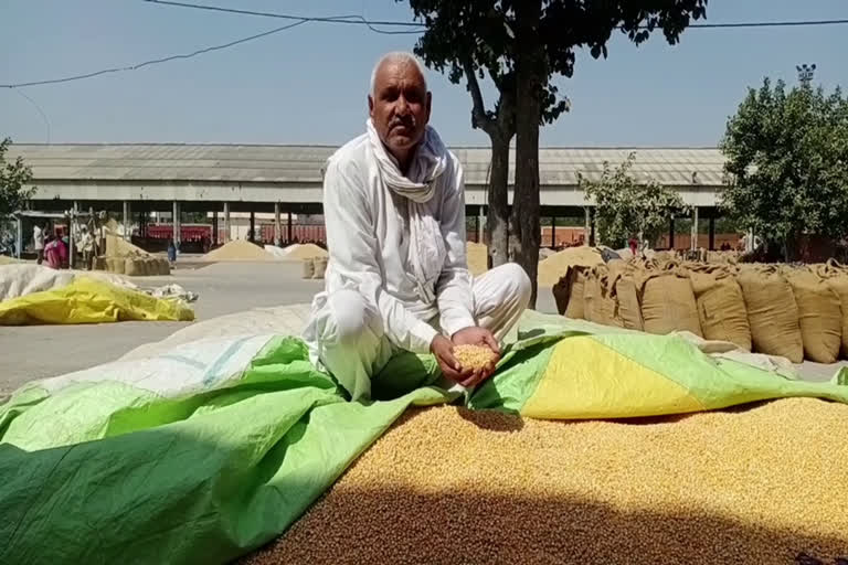 Purchase of maize crop is not being done in Panipat