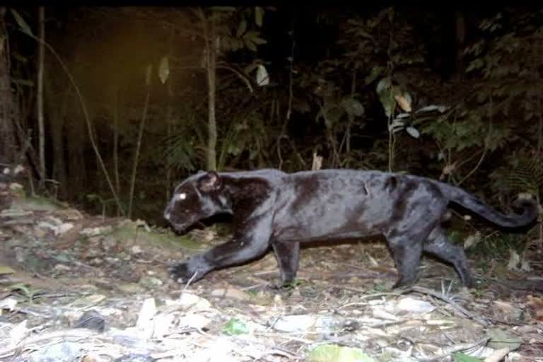 black panther in gwalior