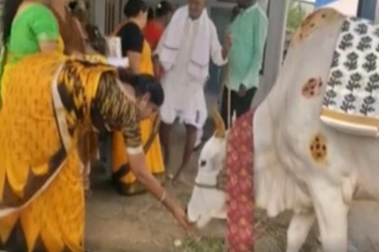 seemantham-performed-to-a-cow-in-vijayawada