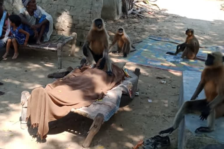 Monkeys appear to console mourners at a funeral in UP