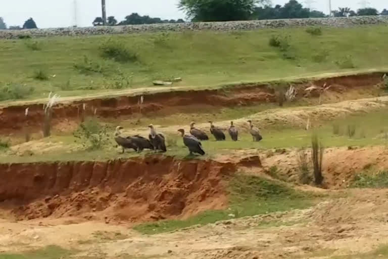 Swarm of vultures showing in Koderma