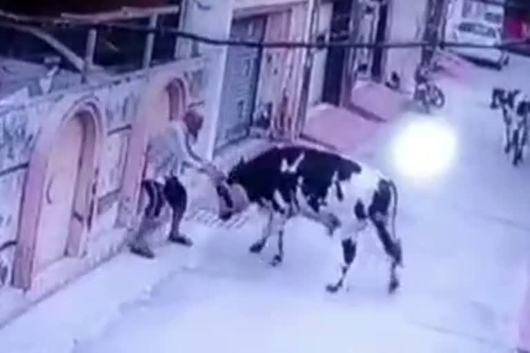 Bulls are attacking people in Yamunanagar