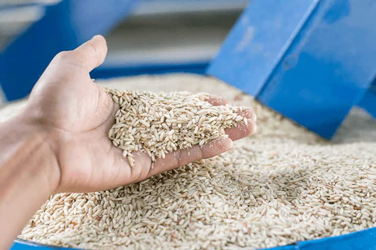 Paddy procurement starts in grain markets of Kurukshetra