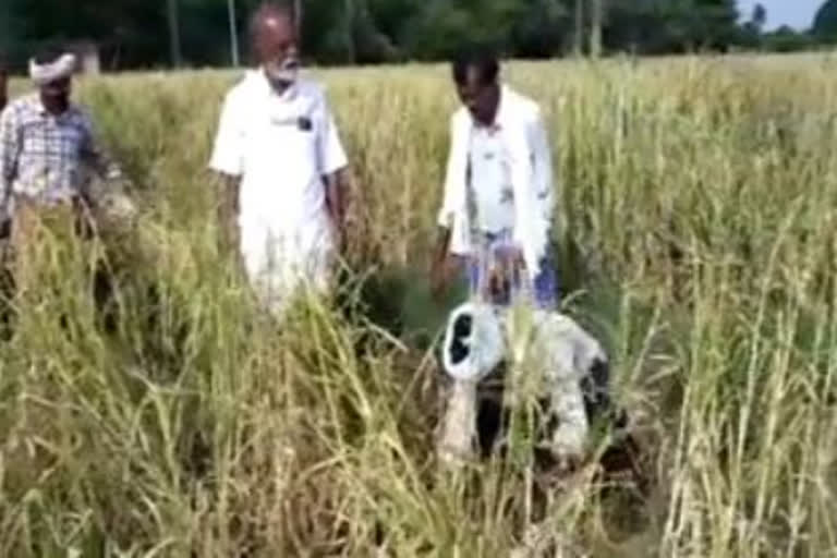 raghuveera reddy distributing free grass