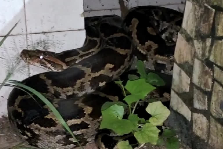 A python was seen in Sai Baba's temple in Shinor