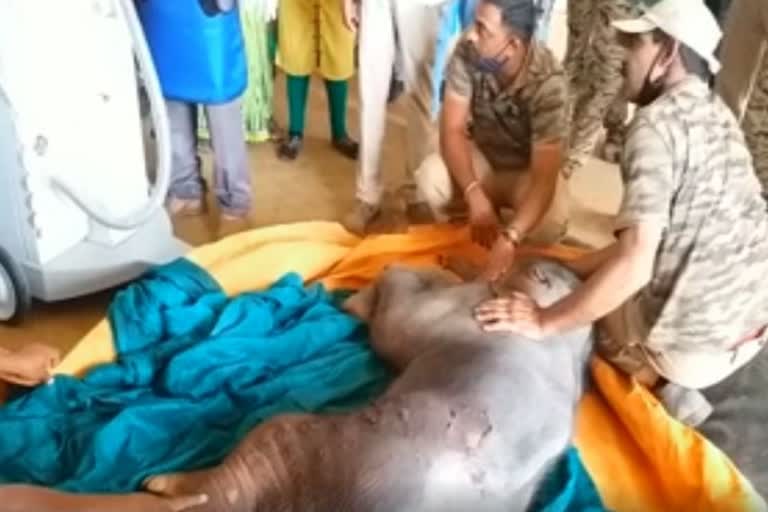 calf elephant rescue