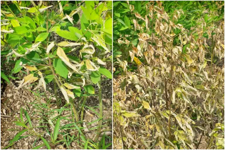 yellow-disease-to-bark-crop-in-vijayapura-district