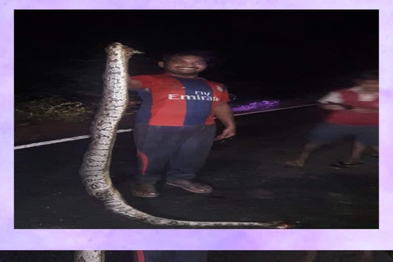 python has been killed in kinthada at vishakapatnam