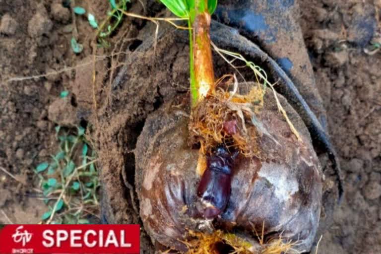 Rhinoceros beetles preying on coconut ... Concerned farmers